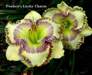 Ponkan's Lucky Charm (Smith-Harry, 2011)